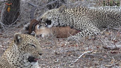 Leopard Family, Part 35 .